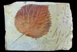 Fossil Leaf (Davidia) - Montana #101962-1
